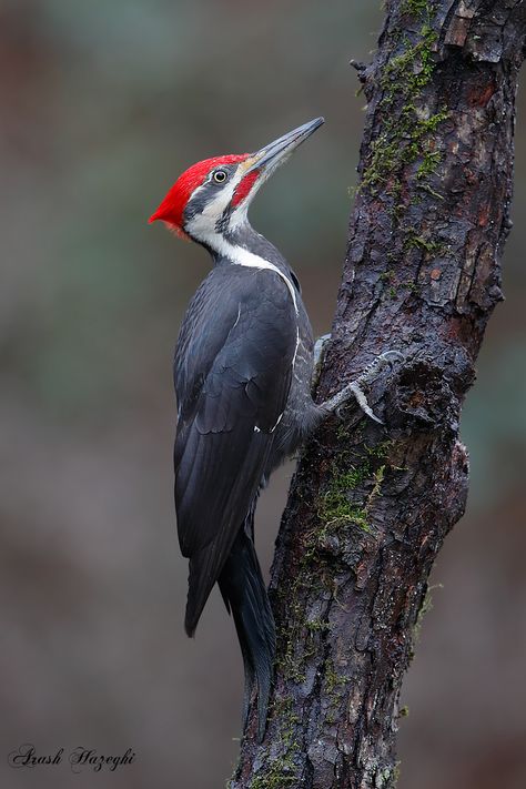 Woodpecker Photography, Pilated Woodpecker, Northern Flicker Woodpecker, Birds For Kids, Ivory Billed Woodpecker, Greater Spotted Woodpecker, Nature Birds, Pet Cage, Bird Toys