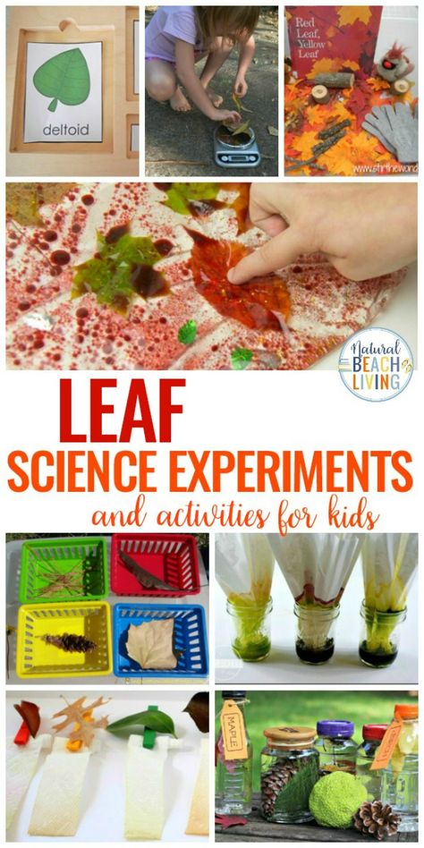 25+ Leaf Science Experiments and Activities for Kids, Plus Leaf Sensory play ideas and Leaf Science Projects, Perfect Preschool Leaf Theme Activities and easy leaf Experiments for Preschoolers and Kindergarten #kindergarten #preschool #leafscience #scienceforkids #fallscience #leaftheme Leaf Science Experiments, Leaf Lesson Plans, Experiments For Preschoolers, Leaf Science, Leaf Lessons, Sensory Play Ideas, Fall Science, Sensory Ideas, Learning Tips