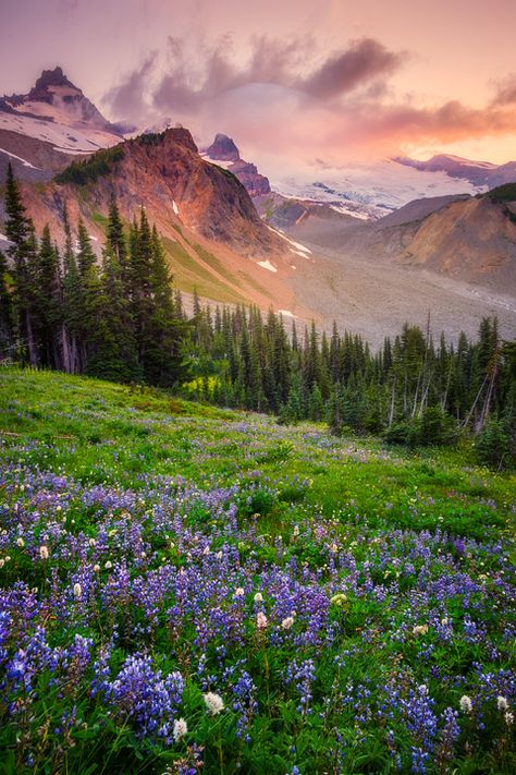 Images from Summerland Trail On Mount Rainier in the Pacific Northwest Of Washington State Landscape Photography Tips, Washington Hiking, Wildflower Photo, Mountain Landscape Photography, Matka Natura, Heavenly Places, Images Disney, Photography Flowers, Pretty Landscapes