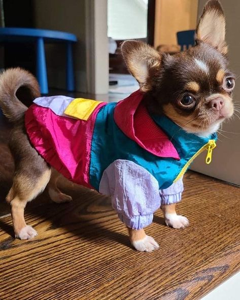 Dog Park Outfit, Soccer In The Rain, Small Dog Outfits, Cute Dog Outfits, Puppy Outfits, Animal Clothes, Chihuahua Clothes, Dog Accesories, Dog Outfits