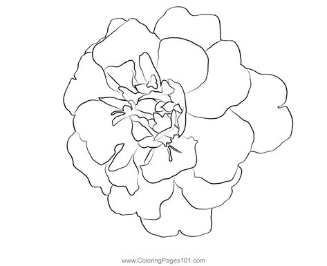 Marigold Flower Coloring Page Marigold Tattoo Linework, Fineline Marigold Tattoo, One Line Marigold Tattoo, Marigold Outline Tattoo, Marigold Line Art, Marigold Outline, Marigold Sketch, Marigold Flower Drawing, Marigold Drawing