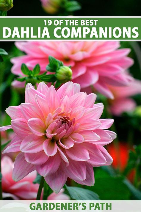 Brightly colored flowering dahlias are showstoppers in the midsummer to fall landscape. Whether you create meandering borders or fill foundation beds, they are sure to be noticed. Read on for 19 exceptional flowering plants that grow well with dahlias now on Gardener’s Path. #dahlia #plantcompanions #gardenerspath Landscaping With Dahlias, Dahlia Flower Beds Gardens, Dahlia Planting Ideas, Dahlia In Containers, Dahlias In Garden, Dahlia Flower Garden Landscapes, How To Care For Dahlias, Dahlia Bed Ideas, Dahlia In Pots Container Garden