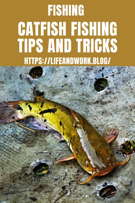 Catfish Fishing Tips And Tricks Fishing Tips And Tricks, Fishing Catfish, Homemade Catfish Bait, Best Catfish Bait, Catfish Rigs, Big Catfish, Fishing Worms, Fishing Tips And Tricks Catfish, Fall Bass Fishing Tips