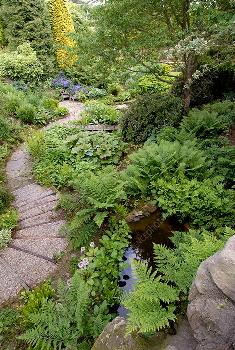 Garden path - Stock Image - B908/0014 - Science Photo Library Moss And Fern Garden, Woodland Garden Ideas Uk, Fern Gardens Ideas, Stumpery Garden Ideas Uk, Shady Garden Ideas Uk, Shade Loving Plants Uk, House Ferns, Fern Landscaping, Fern Garden Ideas