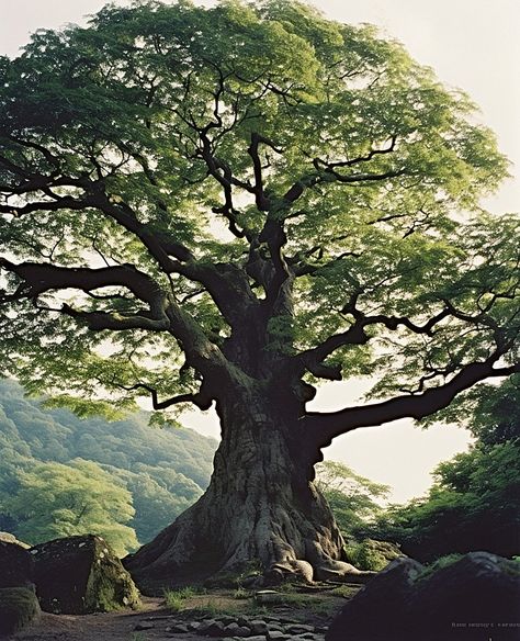 large oak tree with branches surrounding the large stones Background Huge Trees Forest, Great Oak Tree, Large Willow Tree, Giant Oak Tree, Old Trees Aesthetic, Tree Photo Reference, Oak Tree Forest, Wallpaper Backgrounds Trees, Tree Asthetic Picture