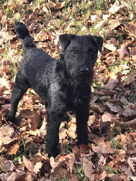 Dog Types, Patterdale Terrier, Bird Hunting, Pretty Dogs, Types Of Dogs, Hate People, Sporting Dogs, Guard Dogs, Dog Boarding