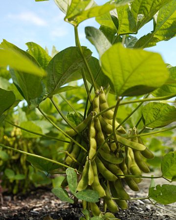 Butterbean Edamame  For a continuous harvest, new rows are sown every three to four weeks. If you can walk comfortably in a garden barefoot, it's a sure sign that the soil is warm enough for summer crops like beans. Summer Crops, Fall Container Gardens, Crop Rotation, Garden Guide, Gorgeous Flowers, Soil Improvement, Growing Seeds, Little Garden, Veggie Garden