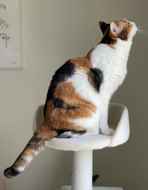 Calico Cat Aesthetic, Calico Cats, Cat Reference, Calico Cat, Cat Aesthetic, Beautiful Cats, Cute Cats, Cute Animals, Kitty