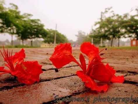 Delonix Regia, Beautiful Bangladesh, Bangla Love Quotes, Henna Ideas, Rose Crafts, Artist Aesthetic, Cover Pics, Sky Aesthetic, Henna