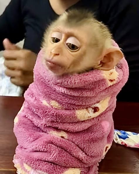 Monkey Memes, Cute Monkey Pictures, Monkey Dress, Cute Monkeys, Silly Monkey, Baby Monkeys, Spider Monkey, Monkey Pictures