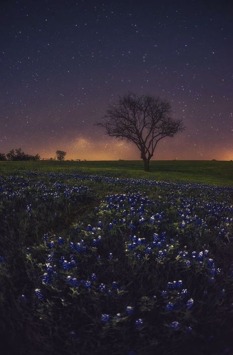 Landscape Night Photography, Texas Night Aesthetic, Spring Night Aesthetic, Texas Wallpaper Iphone, Waiting Aesthetic, Meadow At Night, Ennis Texas, Leafless Tree, Night Landscape Photography