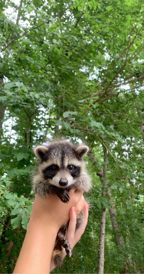 Raccoon Images, Trail Cam, Raccoon Family, Pet Raccoon, Baby Raccoon, Raccoon Funny, Cute Raccoon, Trash Panda, Cute Animals Images