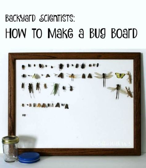 DIY Bug Board.  Turn your kids into backyard scientists with their very own bug board!  Great for studying insects or a homeschool science project! Nature, Middle School Insect Project, Diy Museum Display, Entomology Decor, Homeschool Science Projects, Bug Board, Insect Box, Nature Studies, Insect Taxidermy