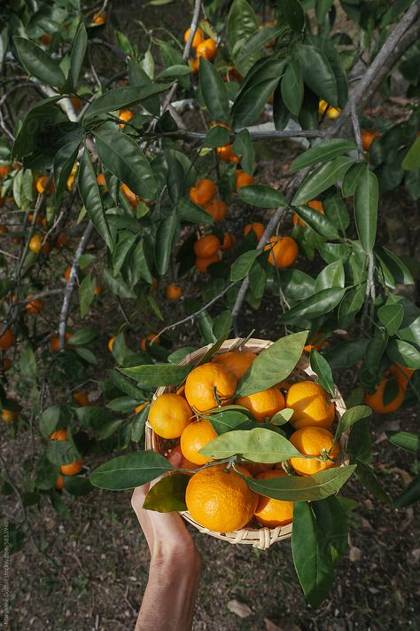 POV holding a basket of fresh picked satsuma mandarin oranges next to a citrus tree in a Florida backyard. Orange Grove Photoshoot, Aesthetic Margaritas, Orange Picking, The Perfect Margarita, Florida Backyard, Orange Farm, Citrus Tree, Pretty Alcoholic Drinks, Perfect Margarita