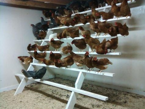 Reban Ayam, Chicken Perches, Chicken Roost, Chicken Pen, Chicken Coup, Backyard Chicken Coop Plans, Chicken Feeders, Chicken Coop Run, Backyard Chicken Farming