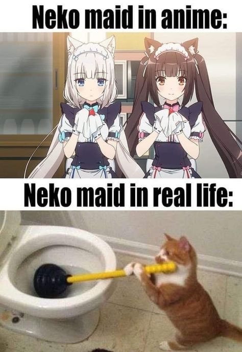 Kawaii Photos, Anime In Real Life, Anime Vs Real Life, Creepy Animals, Romance Anime, Anime Jokes, Anime Memes Funny, Anime Meme, Funny Video Memes