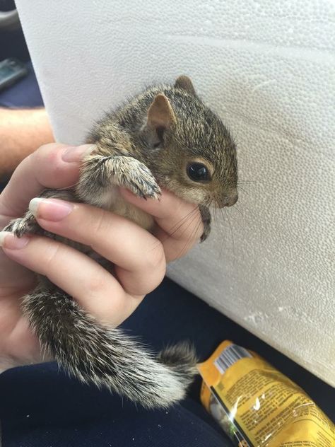 Squirrel Aesthetic, Squirrel Pet, Squirrel Cute, Pet Squirrel, Squirrel Pictures, Squirrel Funny, Cute Small Animals, Cute Squirrel, Baby Squirrel