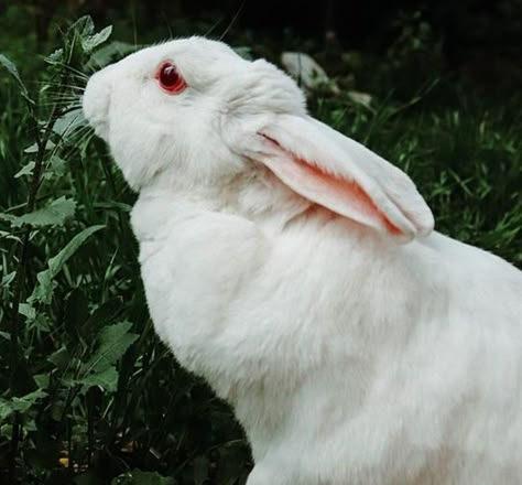 Rabbits Aesthetic, Bunny Reference, Rabbit Photography, Albino Bunny, Hare Aesthetic, White Hare, The Spirit Bares Its Teeth, White Bunny, White Bunny Red Eyes Aesthetic