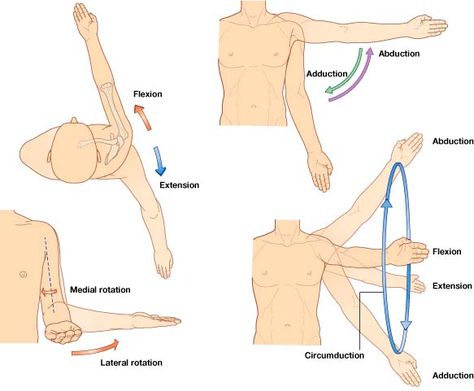 The shoulder joint is a synovial multi-axial spheroidal joint. It occurs between the roughly hemispherical head of the humerus and the sh...