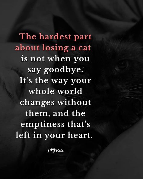 Kitty Memorial, I Miss My Cat, Cat Love Quotes, Cat Lover Quote, Cat Stain, Lost Quotes, Pet Remembrance, Pet Ideas, Words Of Comfort