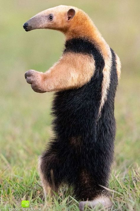 Earth Animals, Amazon Animals, Giant Anteater, Strange Animals, Sharp Claws, Animals Amazing, Interesting Animals, Cute Dog Pictures, Silly Animals