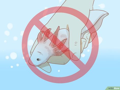 How To Take Care Of An Axolotl, Axolotl Care, Aquarium Chiller, Tiger Salamander, Axolotl Tank, Large Fish Tanks, Freshwater Plants, Roblox Funny Videos, Axolotl Cute