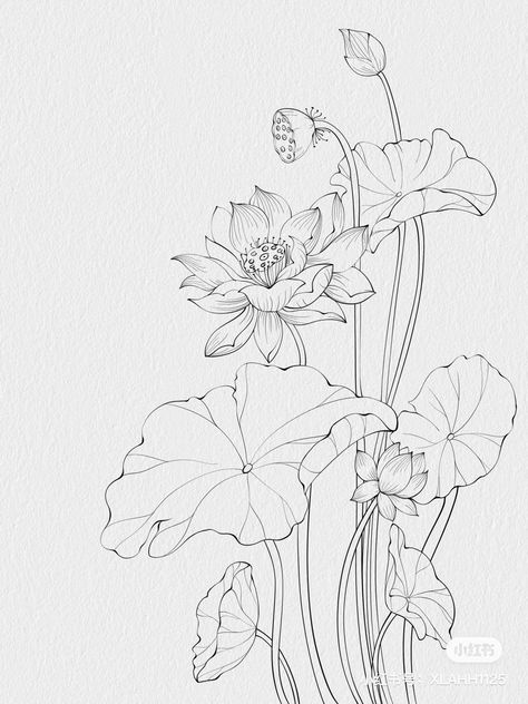 Lotus Botanical Illustration, Lotus Flower Art Design, Lotus Drawing Art, Japanese Flower Drawing, Lotus Flower Sketch, Thailand Drawing, Lotus Line Art, Lotus Sketch, Lotus Flower Pattern