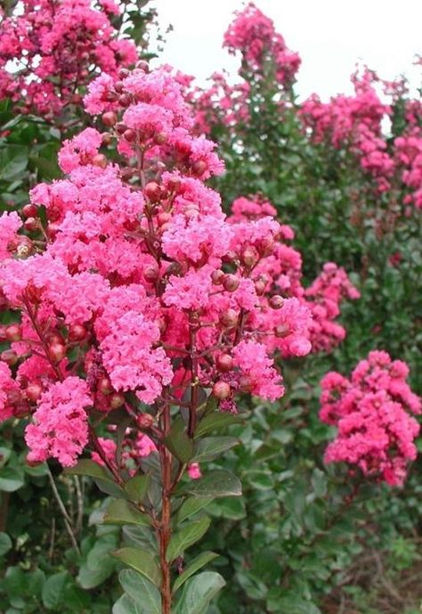 Summer Blooming Shrubs, Small Bushes For Landscaping, Small Flowering Shrubs, Flowering Shrubs Full Sun, Red Shrubs, Shrubs For Landscaping, Colorful Shrubs, Full Sun Shrubs, Small Urban Garden