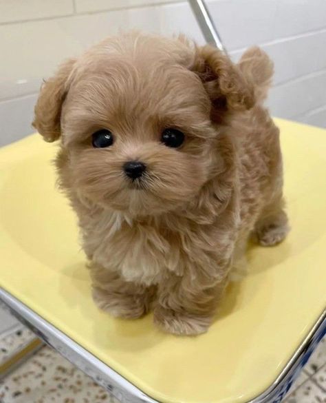 Dream Puppy, Cute Fluffy Dogs, Cute Small Dogs, Cute Dogs Images, Very Cute Puppies, Super Cute Puppies, Cute Small Animals, Fluffy Puppies, Cute Animals Puppies