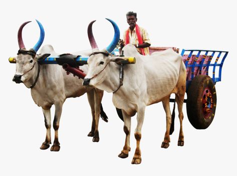 Drop Cap Design, Bullock Cart, God Photos, Cow Photos, Mask Pictures, Blur Background Photography, Drop Cap, Blur Background, Background Images For Quotes