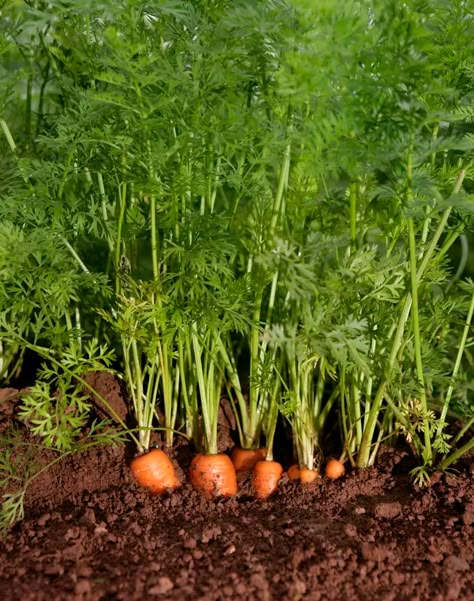 Growing Turnips, How To Plant Carrots, Carrot Gardening, Growing Carrots, Spring Crops, Succession Planting, Types Of Beans, Bush Beans, Growing Greens