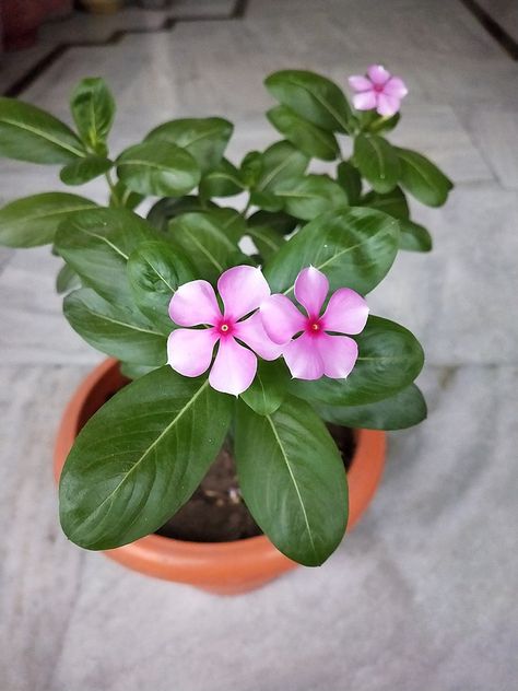 Rosy Periwinkle, Periwinkle Plant, Periwinkle Flower, Periwinkle Flowers, Flower Stickers, Wikimedia Commons, Oil Pastel, Ecology, Flash