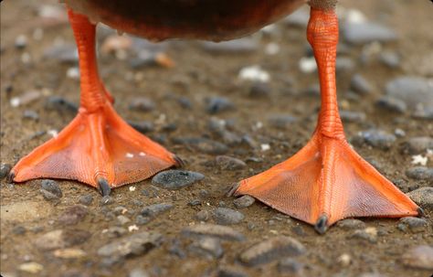 On land ducks are a comical, awkward sight. Their hind limbs have been modified for swimming. The feet and legs of swimming Anseriforms are strongly muscled, and have lengthened second, third, and fourth toes. These toes support a web of skin for paddling. This pattern of webbing is termed the palmate foot type. First toe has no webbing, and makes little or no contribution to the paddle. However, in some diving ducks, the first digit, sports a fleshy lobe that provides an extra swimming boost. Imaginary Animals, Leg Reference, Duck Feet, Happy Farm, Orange You Glad, Oranges And Lemons, Lily Pond, Orange Crush, Little Birds