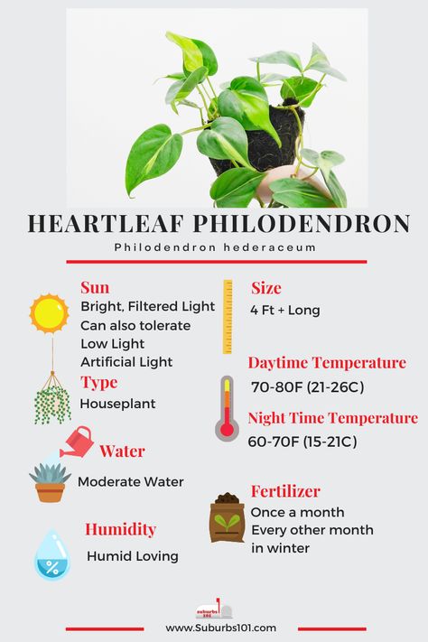 8 Tips on How to Care for Your Heartleaf Philodendron (Infographic) Blushing Philodendron Care, Heartleaf Philodendron Care, Philodendron Micans Care, Philodendron Care Tips, Philodendron Heartleaf, Philodendron Plant Care, Indoor Forest, Heartleaf Philodendron, Plants Grown In Water