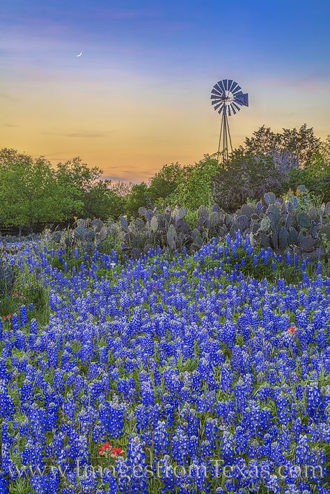 Texas Bluebonnets Images and Prints | Images from Texas Texas Landscape, Indian Paintbrush, Texas Bluebonnets, Red Indian, Texas Art, Texas Artist, Johnson City, Prickly Pear, Pretty Plants