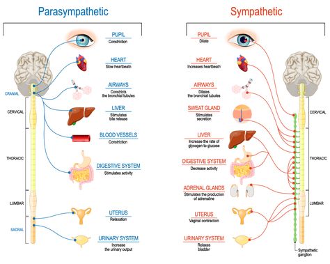 An Introduction To The Sympathetic and Parasympathetic Nervous System Nervous System Projects, Sympathetic And Parasympathetic, Vata Balancing, Disease Infographic, Healing Gut, Femoral Nerve, Sympathetic Nervous System, Human Nervous System, Functional Medicine Doctors