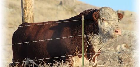 Hereford, Wyoming, Cow, Animals, Quick Saves