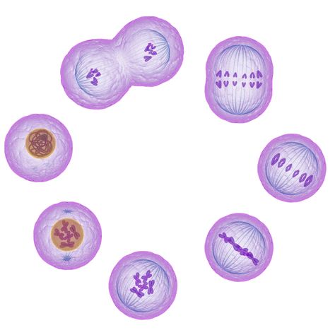 This guide to the phases of mitosis explores how cells reproduce. In mitosis, chromosomes are duplicated and divided evenly between two cells. Mitosis Cell Division, Stages Of Mitosis, Middle School Science Experiments, Cell Cycle, Biology Art, Medical Laboratory Science, Science Notebooks, Animal Cell, Cell Division