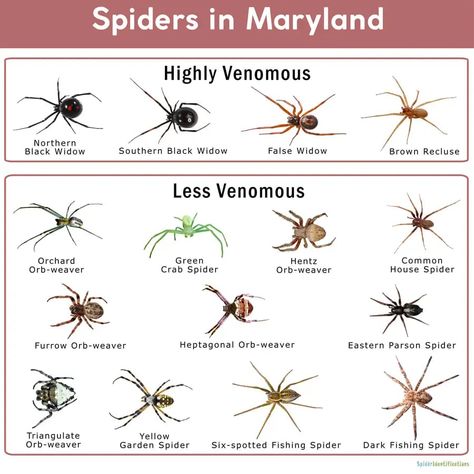 Spiders Aesthetic, Spider Identification Chart, Black House Spider, Spider Prevention, Spider Identification, Common Spiders, Dangerous Spiders, Spider Fact, Poisonous Spiders