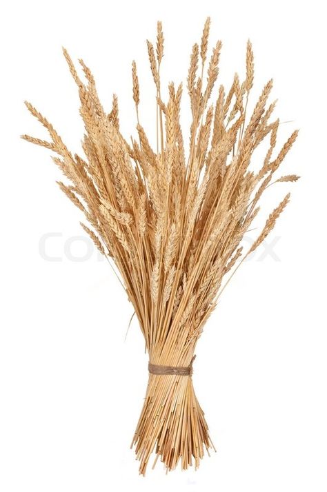 Wheat Art, Sheaf Of Wheat, Wheat Sheaf, Books Of The Bible, Rye, Free Image, Bing Images, Wheat, Wild Flowers