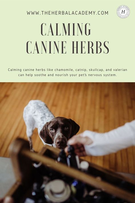 Calming Herbs For Dogs, Witchy Herbs, Learning Herbs, Herbal Academy, Salve Recipes, Herbal Recipes, Herbal Healing, Calm Dogs, Dog Boutique