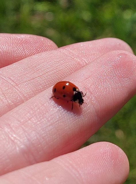 Ladybug Animal Aesthetic, Ladybug Animal, It’s A Wonderful Life, Here I Go Again, Instagram Status, A Ladybug, Lucky Ladies, Cartoon Wall, Instagram My Story