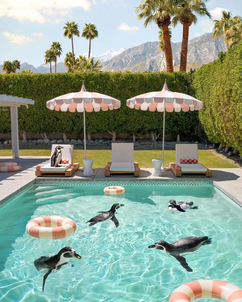 Baby Shower • Instagram Palm Springs Backyard Pool, Palm Springs Home Aesthetic, Palm Springs Furniture, Palm Springs Pool Aesthetic, Palm Springs Vibes, Vintage Palm Springs Aesthetic, Classy Pool, Painted Pool Deck, Branding Theme