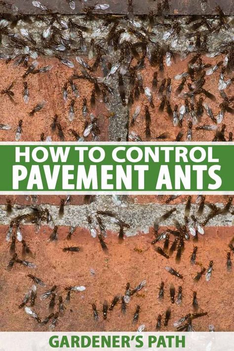 Ants In Kitchen, Ants In Garden, Tiny Ants, Ant Problem, Ants In House, Ant Infestation, Rid Of Ants, Kill Ants, Get Rid Of Ants