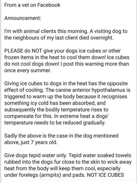 How to help a dog that is suffering from heat exhaustion. Heat Exhaustion, Dog Care, Best Dogs, A Dog, Heat, Dogs