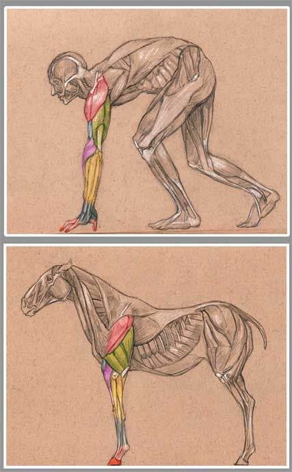 Very cool comparative picture between front limb muscles in a horse and human arm muscles. It would be cooler if the muscles were labeled though. Balance Workout, Vet Medicine, Horse And Human, Horse Anatomy, Animal Anatomy, Animal Study, Arm Muscles, Anatomy For Artists, Anatomy Study