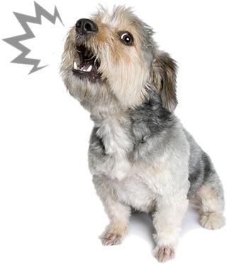 Dog barking and howling-graphic-372h Dog Training Barking, Schnauzer Mix, Dog Crossbreeds, Stop Dog Barking, Miniature Schnauzer Puppies, Dog Training Advice, Popular Dog Breeds, Most Popular Dog Breeds, English Cocker Spaniel