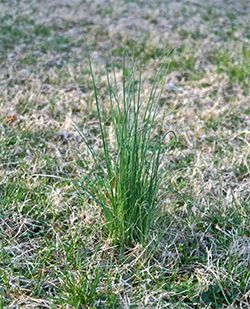 Southern Forager: The Lowly Wild Onion - identifying wild onion and two recipes Wild Onions Recipes, Onion Broth, Oyster Chowder, Lawn Weeds, Wild Onion, Psychoactive Plants, Small Trees For Garden, Smoked Oysters, Frozen Hashbrowns