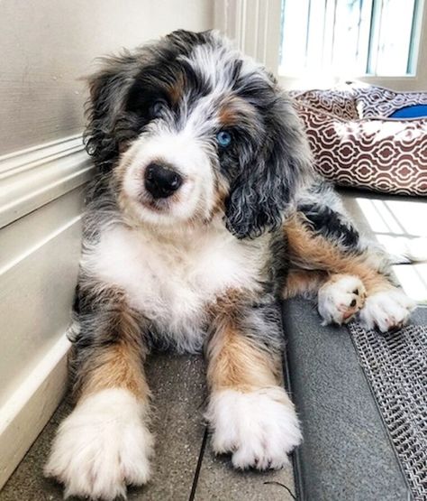 Bernadoodle Puppy, Mini Bernedoodle, Bernedoodle Puppy, Dog Mommy, Dog Photoshoot, Cute Animals Puppies, Really Cute Dogs, Doodle Dog, Cute Dogs And Puppies