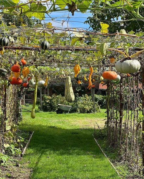 Jasper Conran on Instagram: "Every now and then, if you��’re lucky, you come across something wonderful that you’ve never seen or experienced before but which makes your heart beat faster. This was the case when we went to lunch with our friends Caddy and Chris nearby and she showed me her pumpkin and Gourd tunnel. Pure gravity defying magic. @caddywilmotsitwell #caddywilmotsitwell" Pumpkin Tunnel, Gourd Tunnel, Jasper Conran, Heart Beating Fast, White Garden, White Gardens, Heart Beat, Lucky You, Now And Then